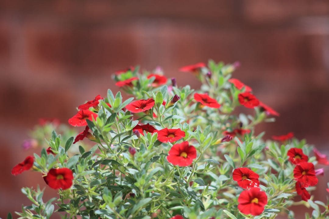 【完動•美品】 Canon New FD 200mm f2.8