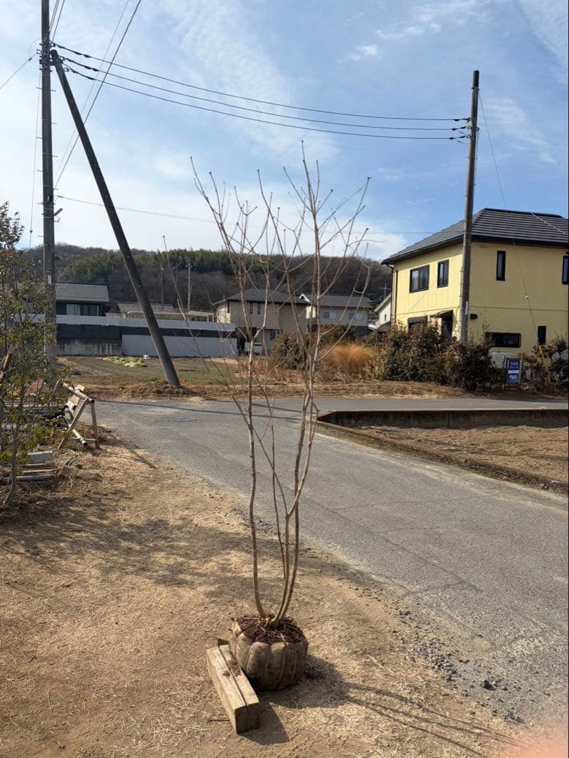 山採り アオダモ 株立ち 3本立ち 自然樹形