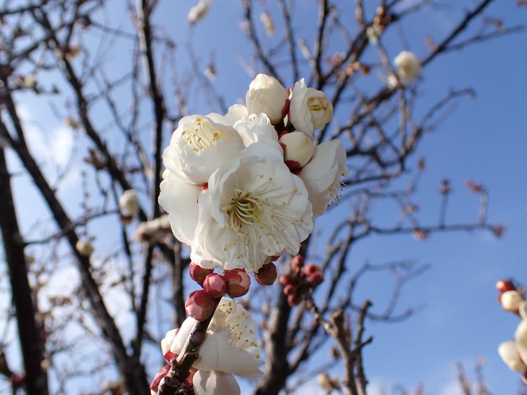 OM-SYSTEM TG-7 デジカメ 延長保証つき