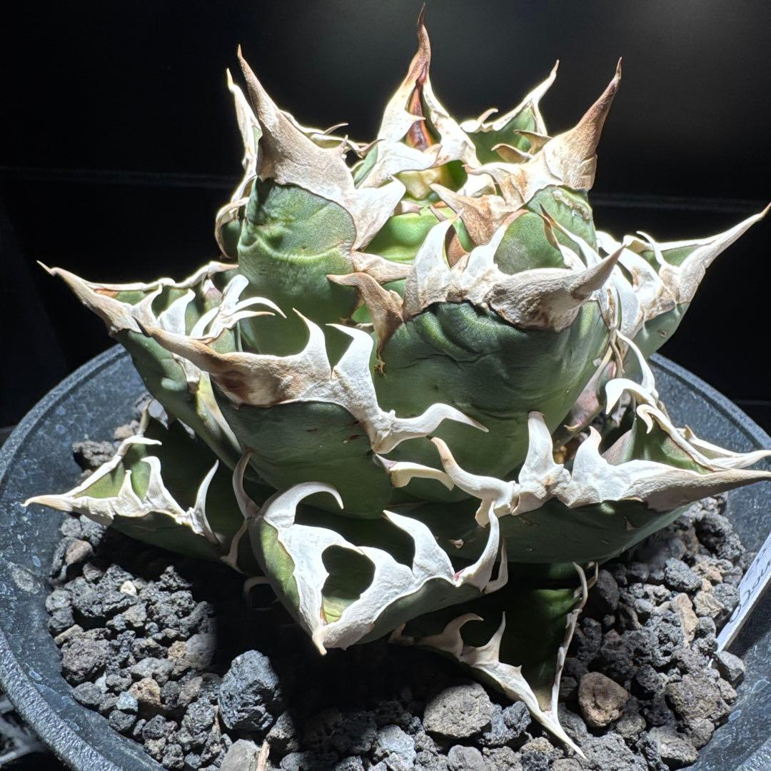 【tomu 】アガベ　チタノタ　レッドキャットウィーズル 白鯨　黒鯨　金剛