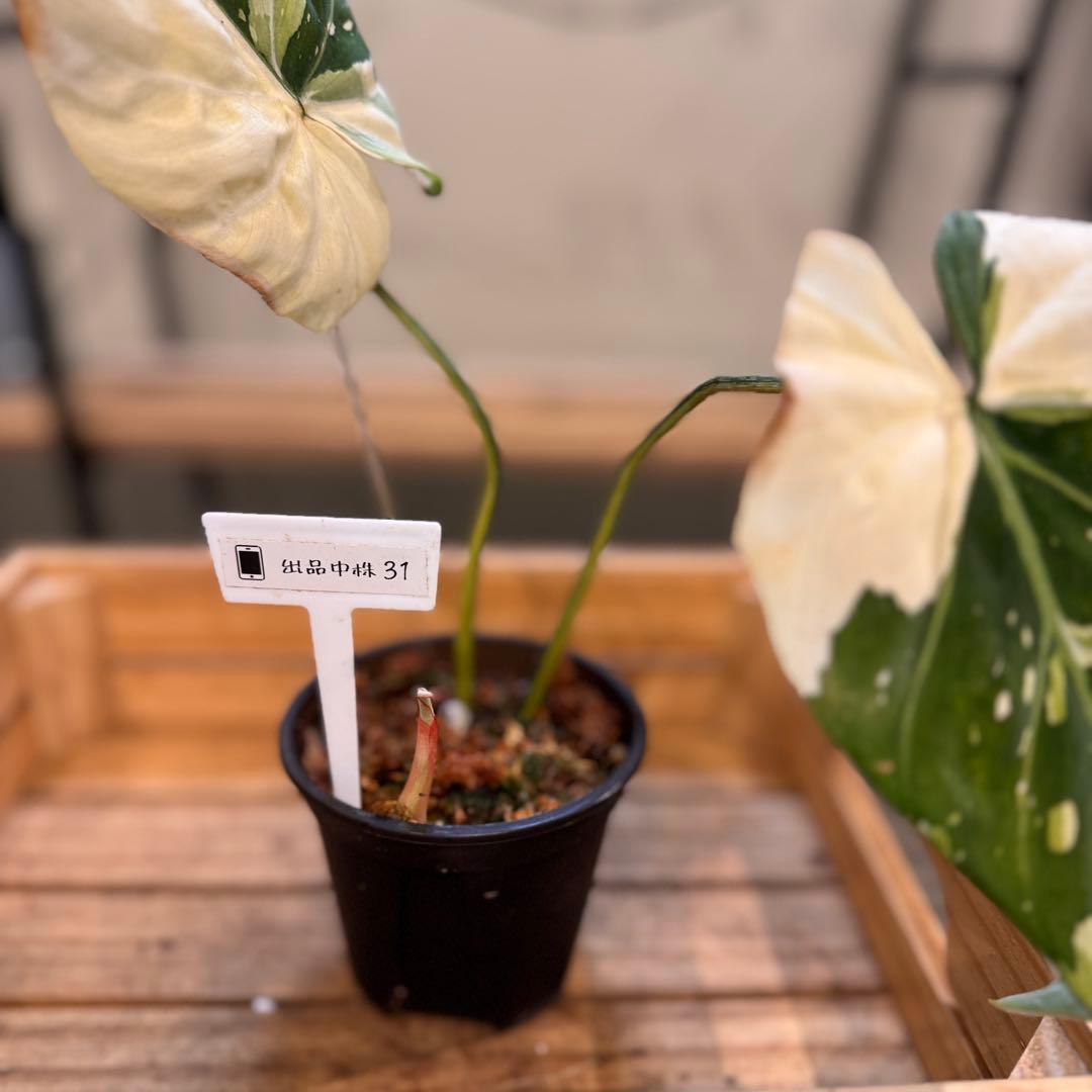 e*o様 31 フィロデンドロン　グロリオーサム　トリカラー　斑入り　超美株