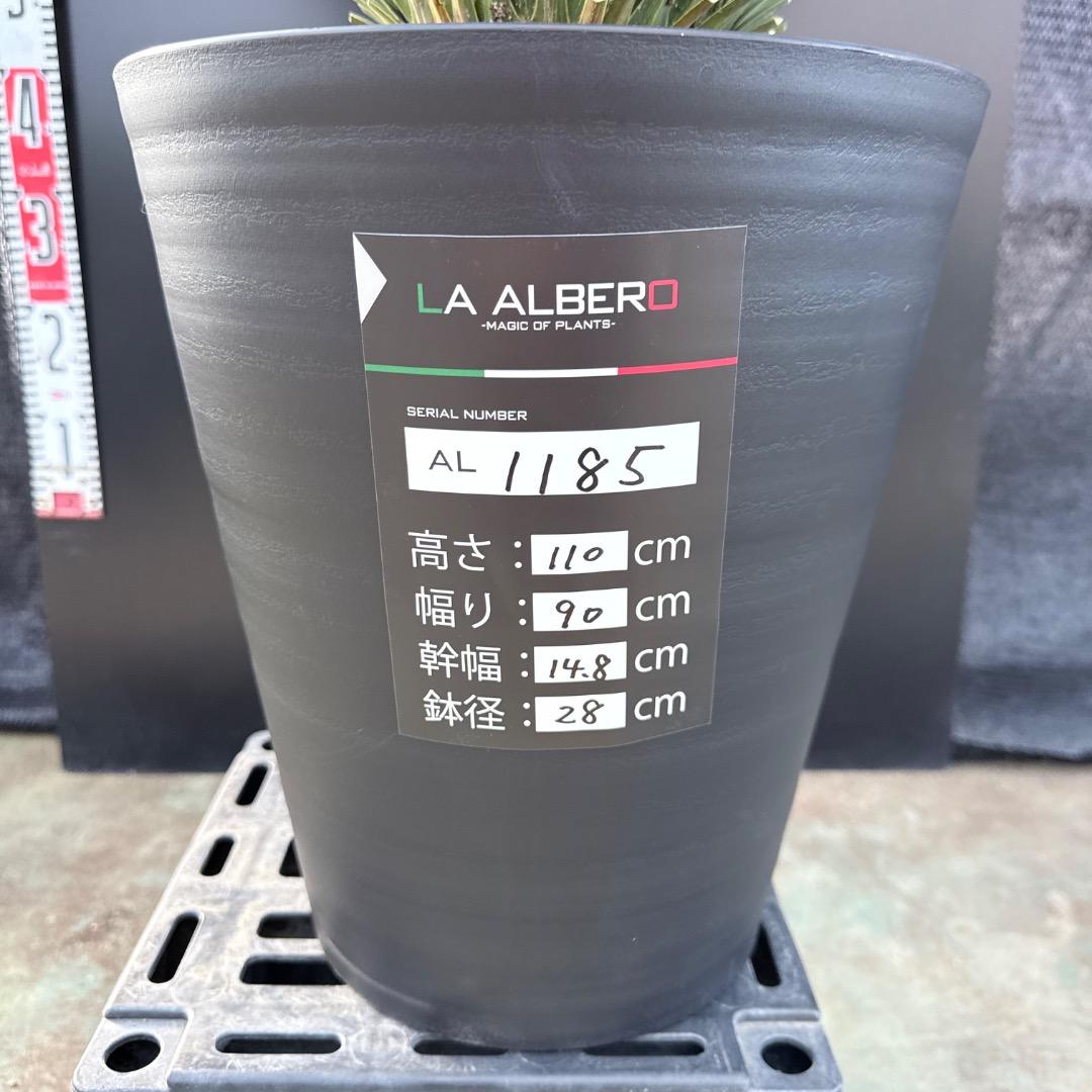 【AL1185】ユッカ　ロストラータ　ランチョブルー