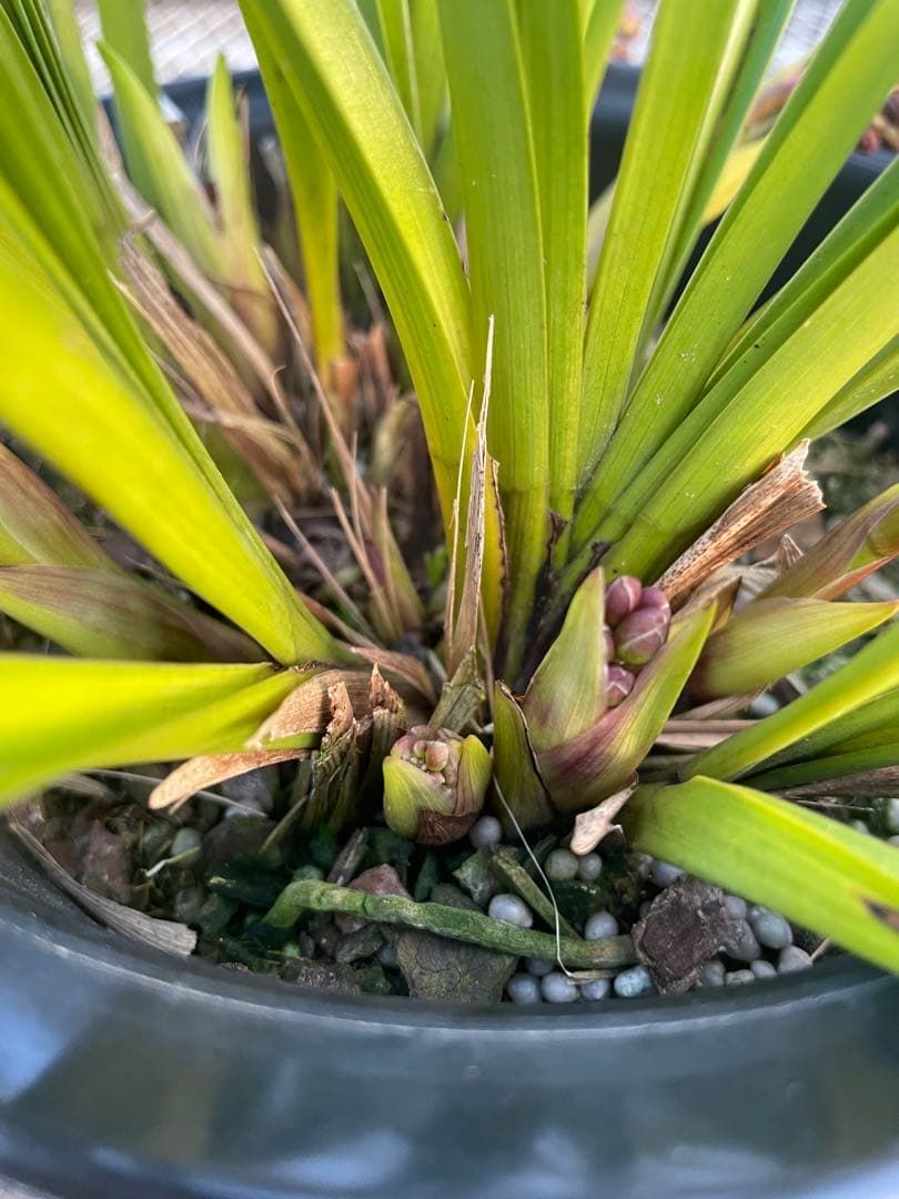 R8年キンリョウヘン花芽7本#4