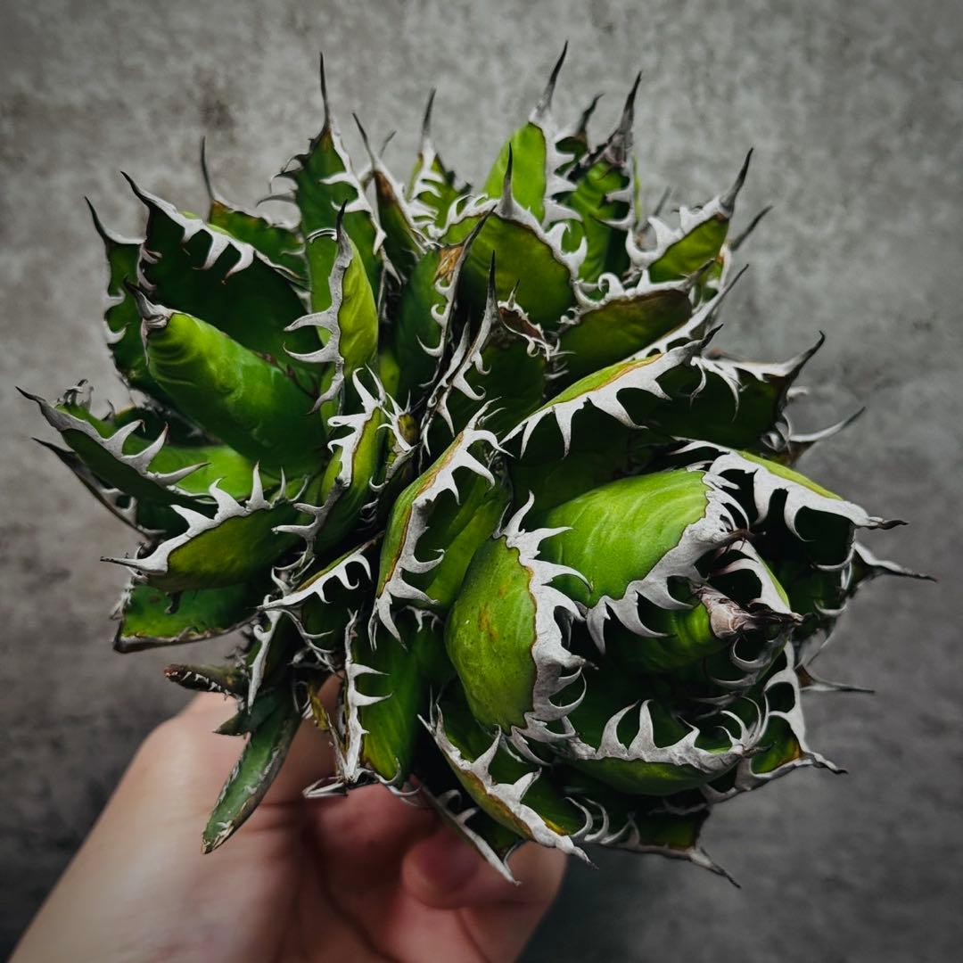 ノ*リ様 多肉植物・アガベ・チタノタ・ホリダ・極上強刺・三頭株