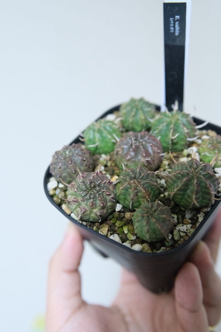 n*n様 ユーフォルビア　バリダ