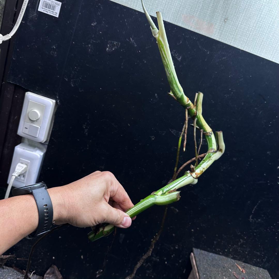 ニ*】様 斑入りモンステラホワイトタイガー大茎7株おまとめ