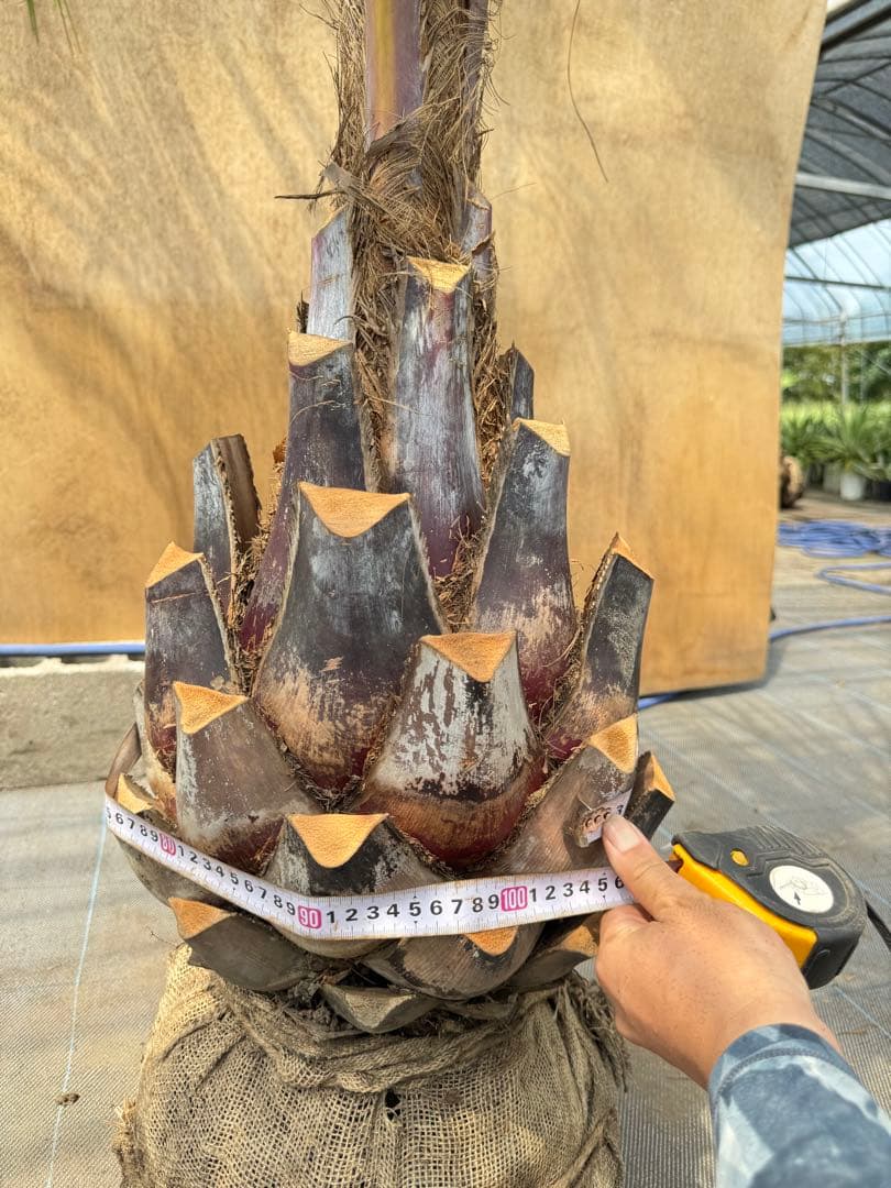 ココスヤシシルバーリーフ【極太】葉先250cm幹回り100cm 幹高50cm