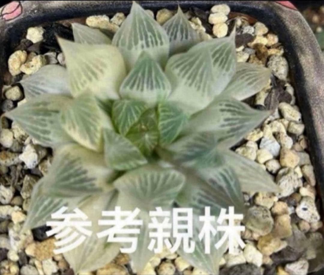 ハオルチア　白蛇伝　葉挿し2枚　発根済み