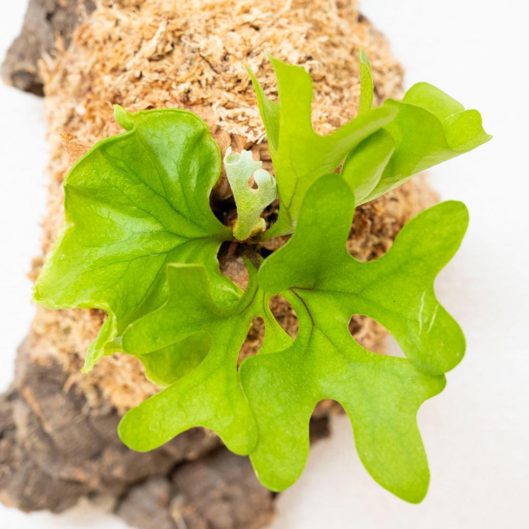 ビカクシダ　リドレイ　ドワーフ　コルク付けb