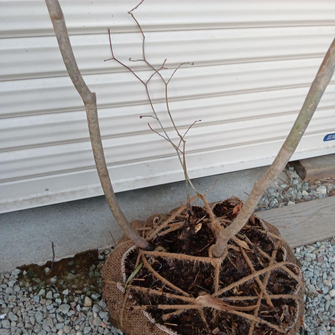 コハウチワカエデ　山採り