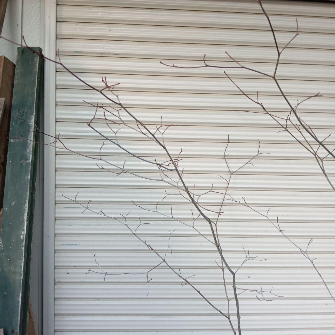 コハウチワカエデ　山採り