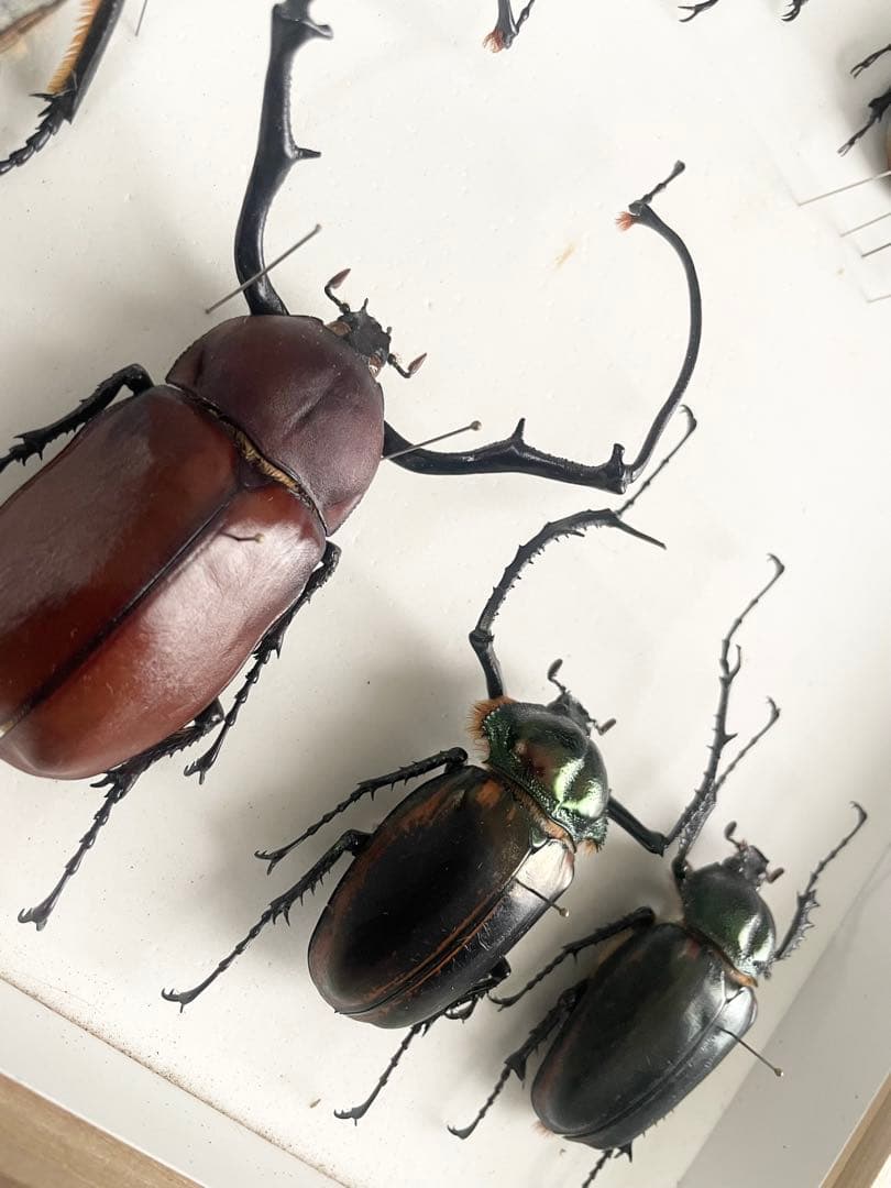 テナガコガネ　3頭