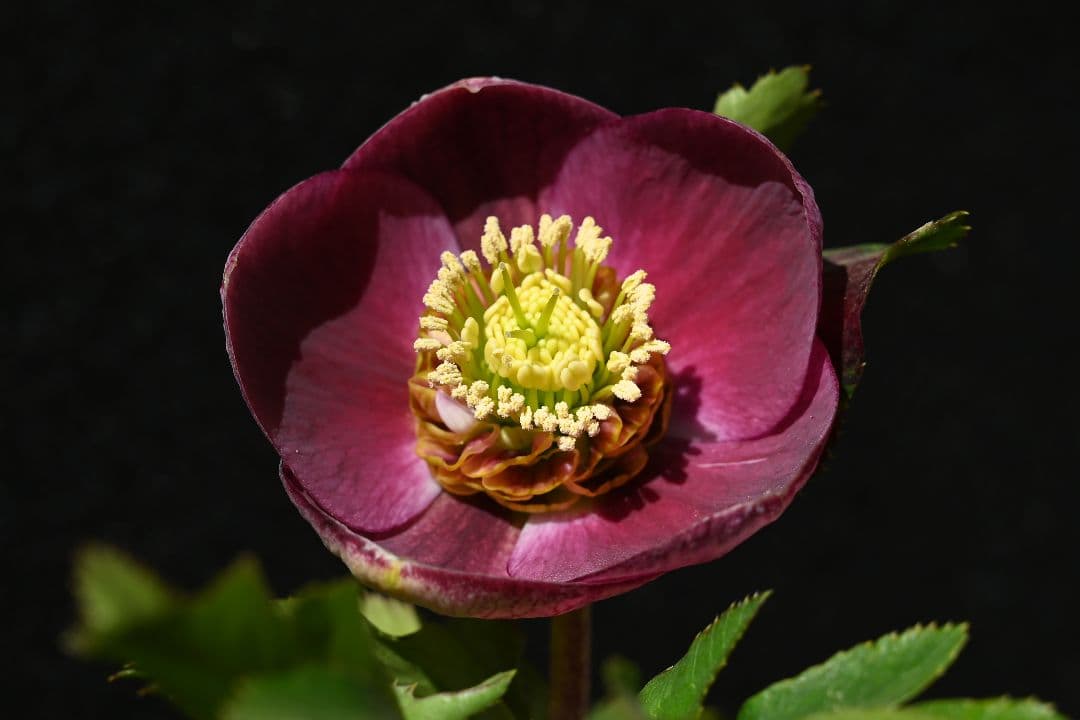 クリスマスローズ　sdレッドリバーシブル　ソフトカップ咲き加藤農園