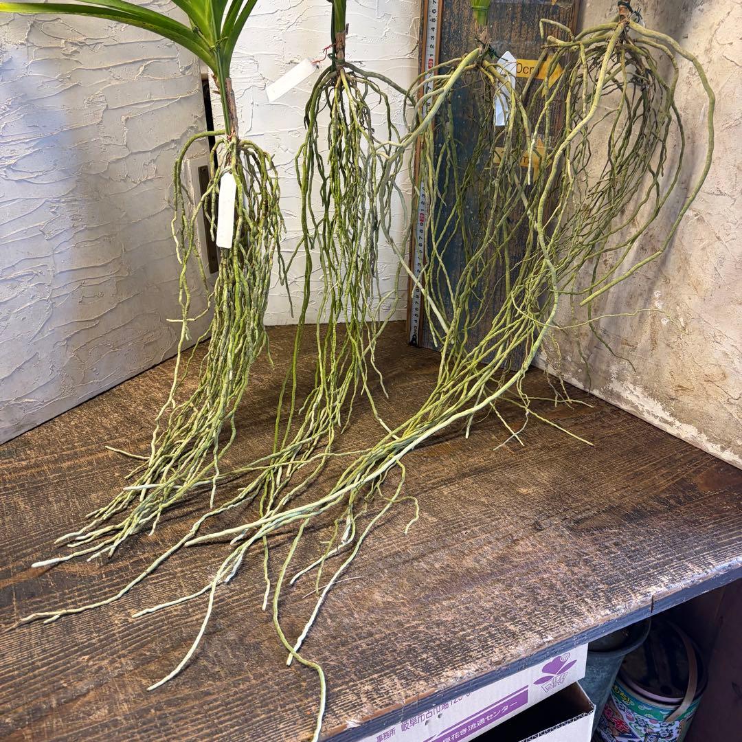 【特選】　洋蘭　バンダ　2種4株　ハンギング