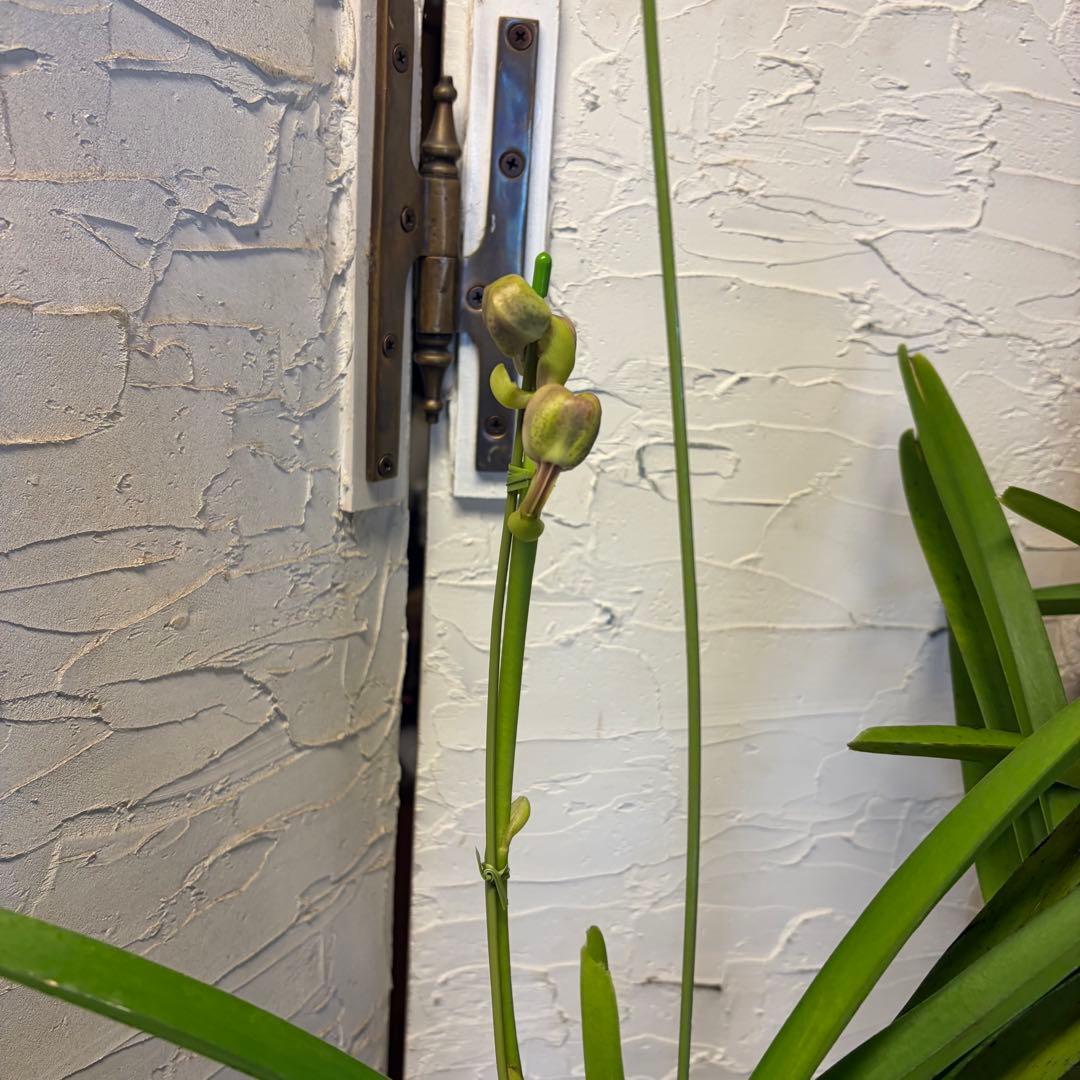 【特選】　洋蘭　バンダ　2種4株　ハンギング