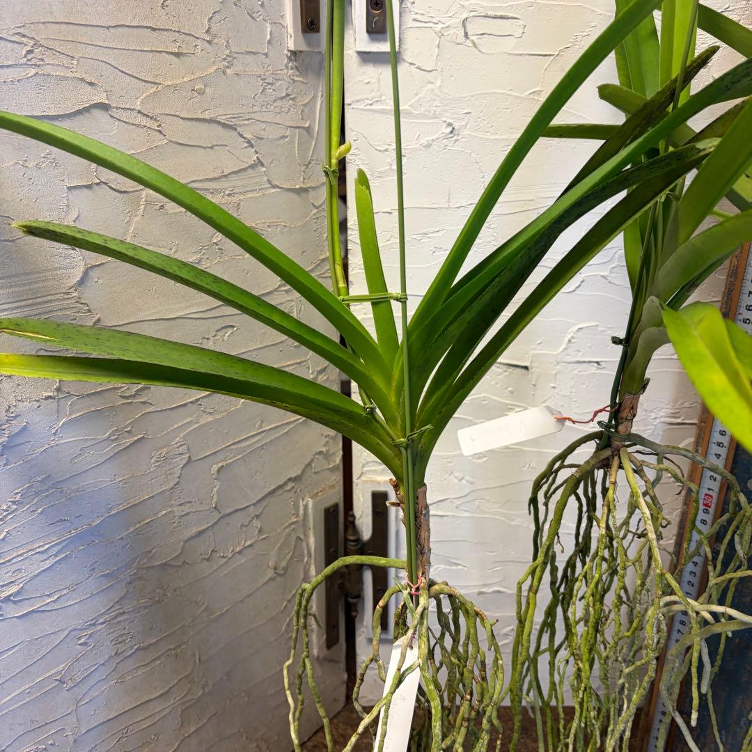 【特選】　洋蘭　バンダ　2種4株　ハンギング