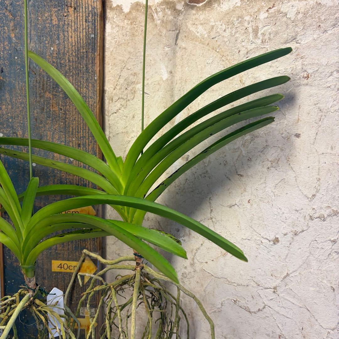 【特選】　洋蘭　バンダ　2種4株　ハンギング