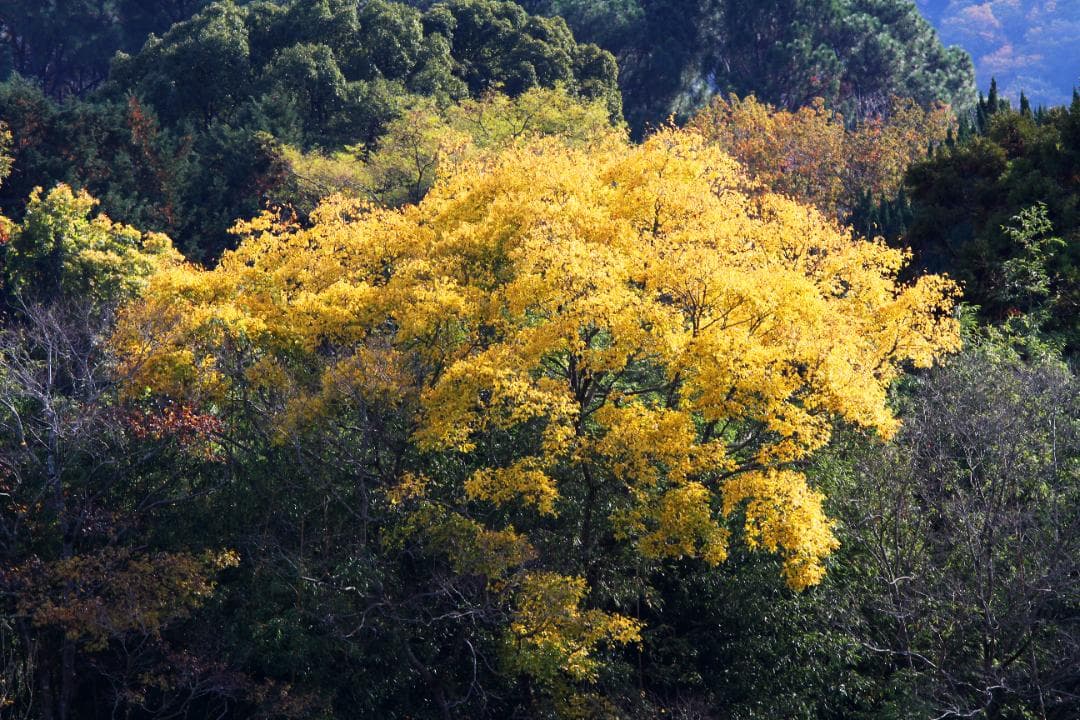 【美品】 Canon EF 70-200mm f/4L IS USM