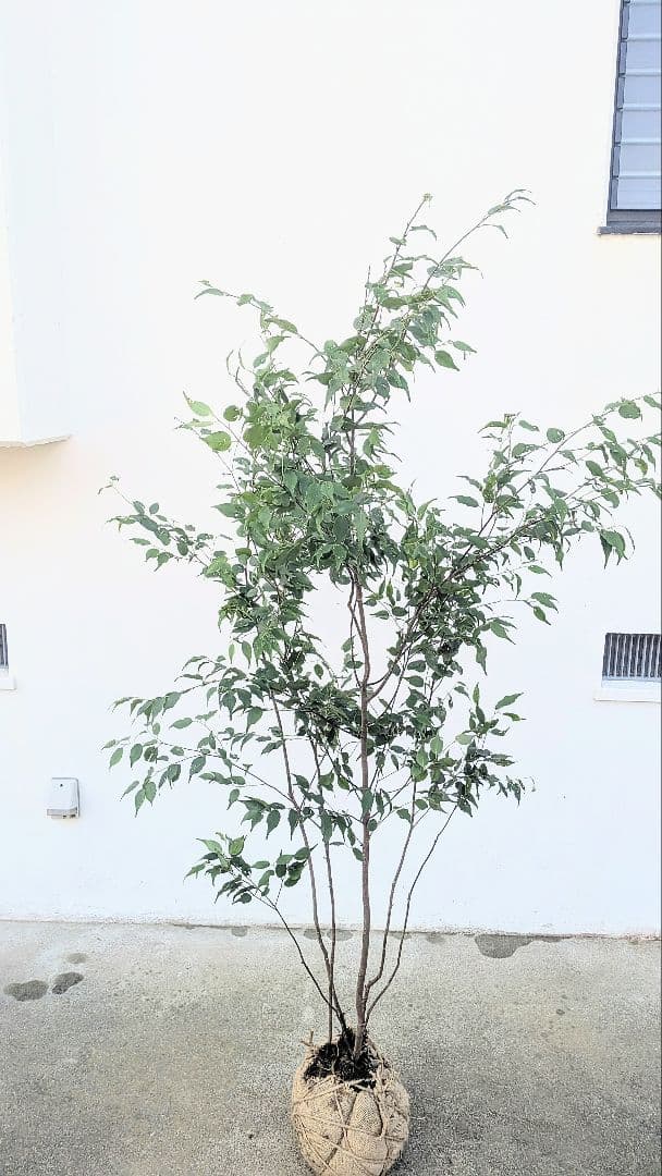 山採りハイノキ株。