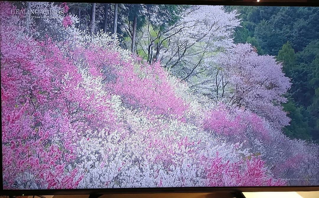 【しげる】Panasonic 50インチ液晶テレビTH-50AS630