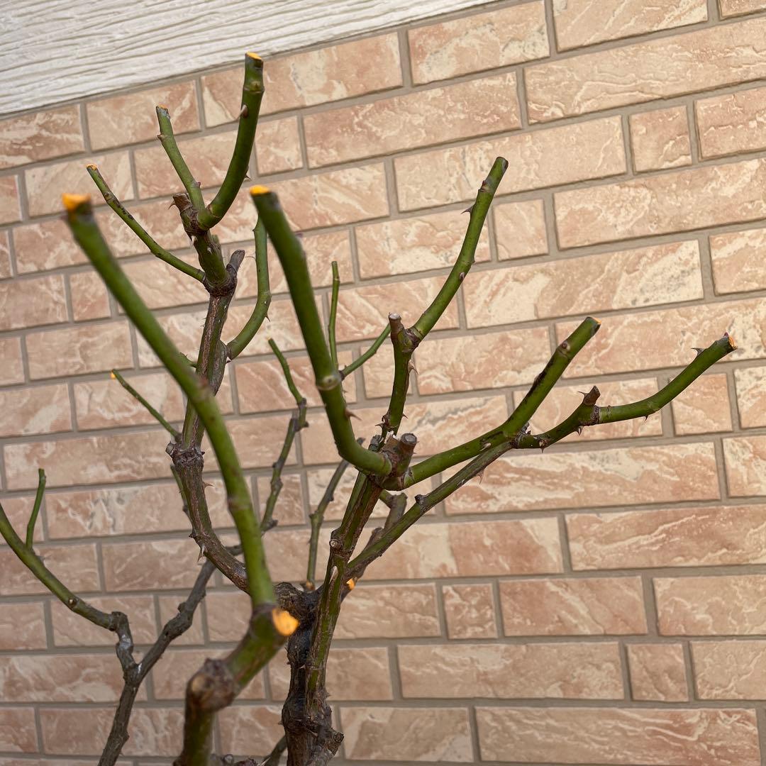 【ロアルドダール】　イングリッシュローズ　苗