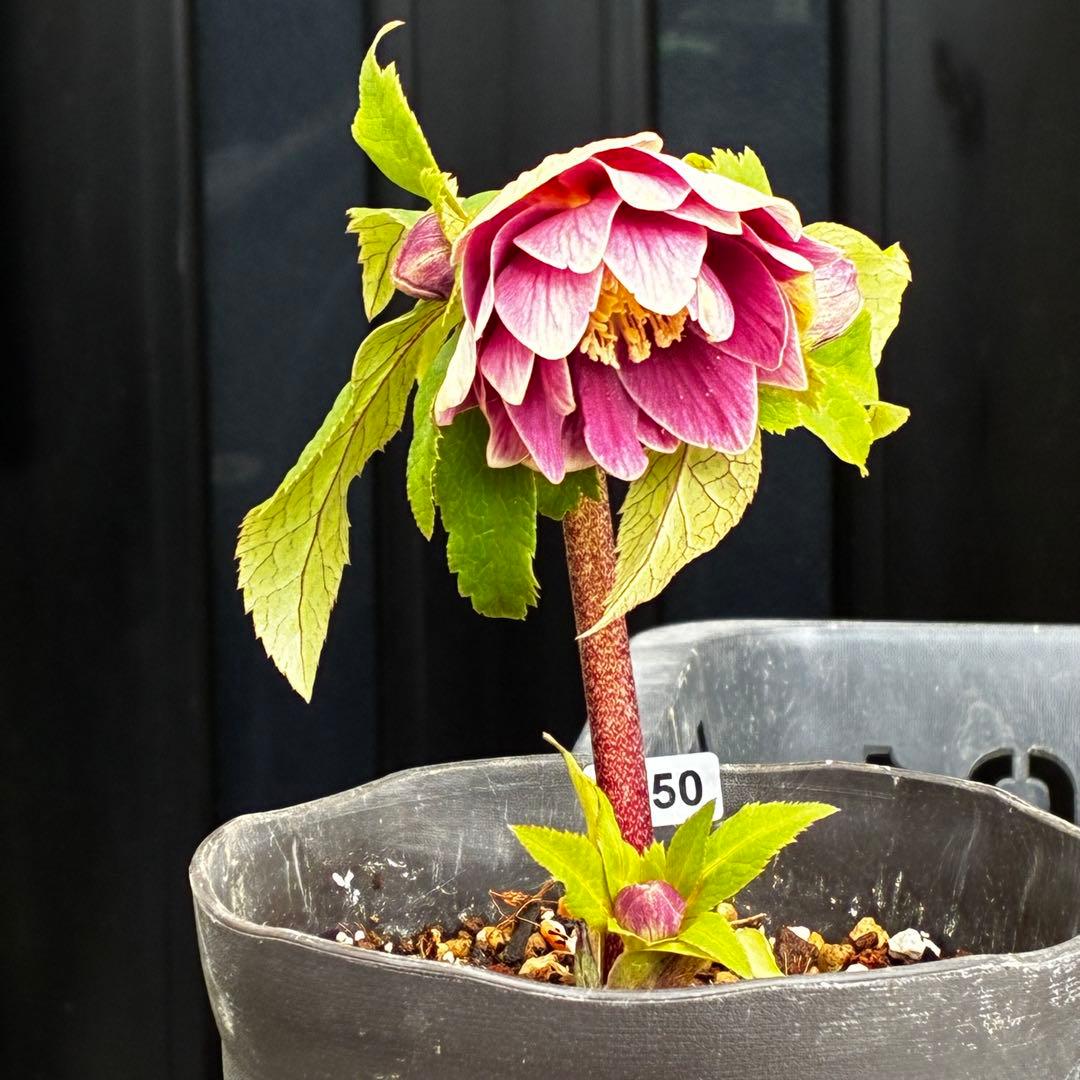 タ*ー様 3550☘️蕾花付き☘️⭐️ソレイユ⭐️紅ピンク⭐️広瀬園芸⭐️