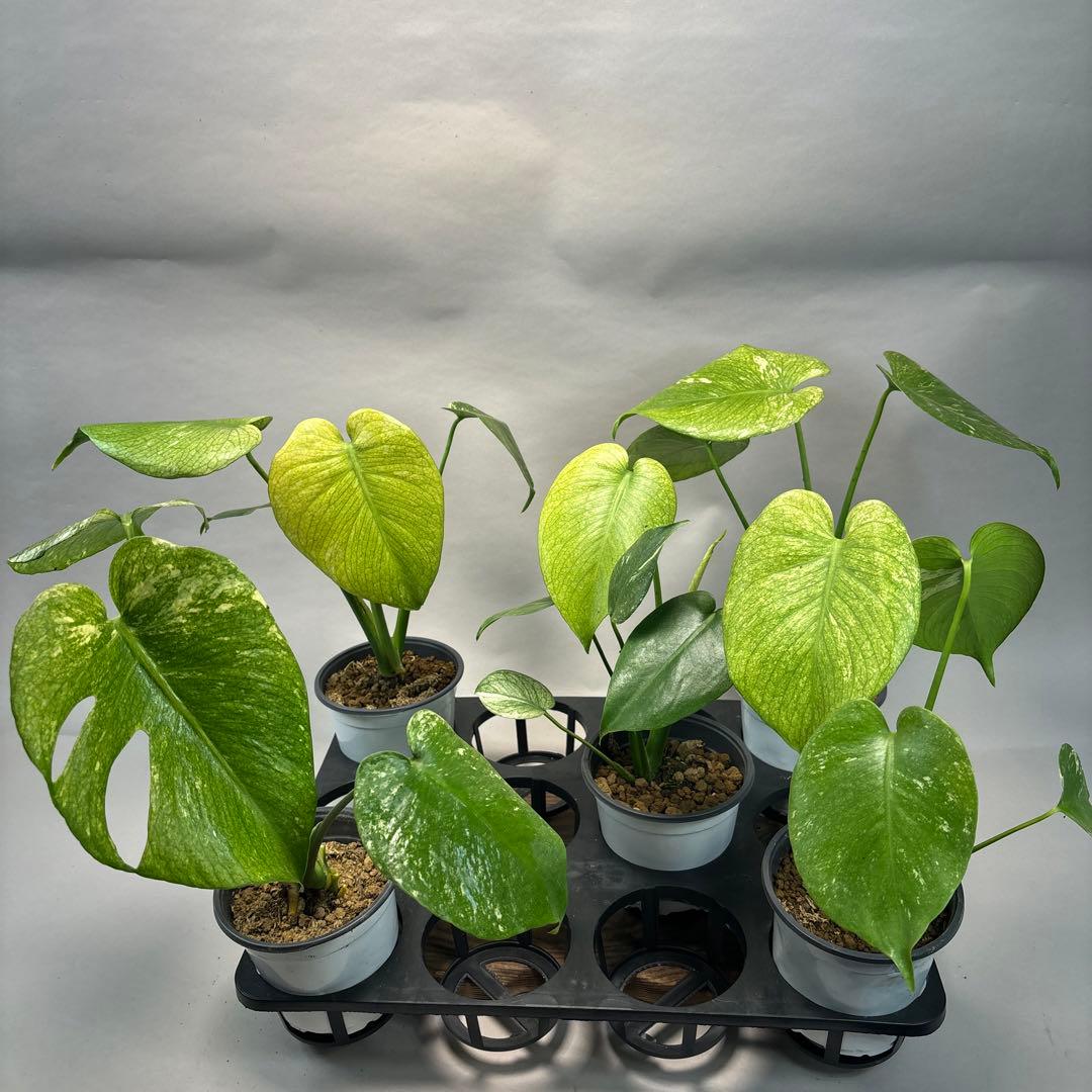 ぴ*く様 5株セットms116【特別選抜】ホワイトモンスター／天津蘭 モンステラ