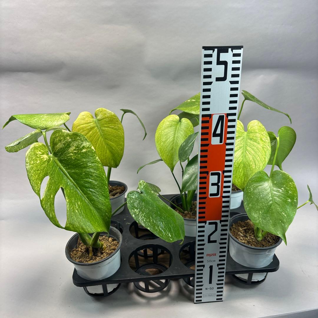 ぴ*く様 5株セットms116【特別選抜】ホワイトモンスター／天津蘭 モンステラ