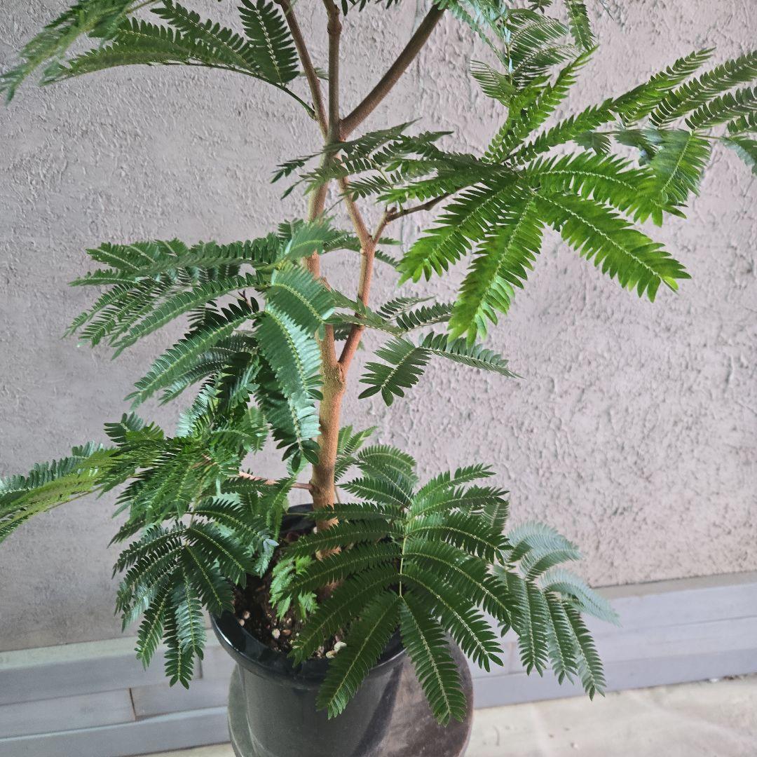 ⑦　エバーフレッシュ　8号特大苗木最高等級極太‼️