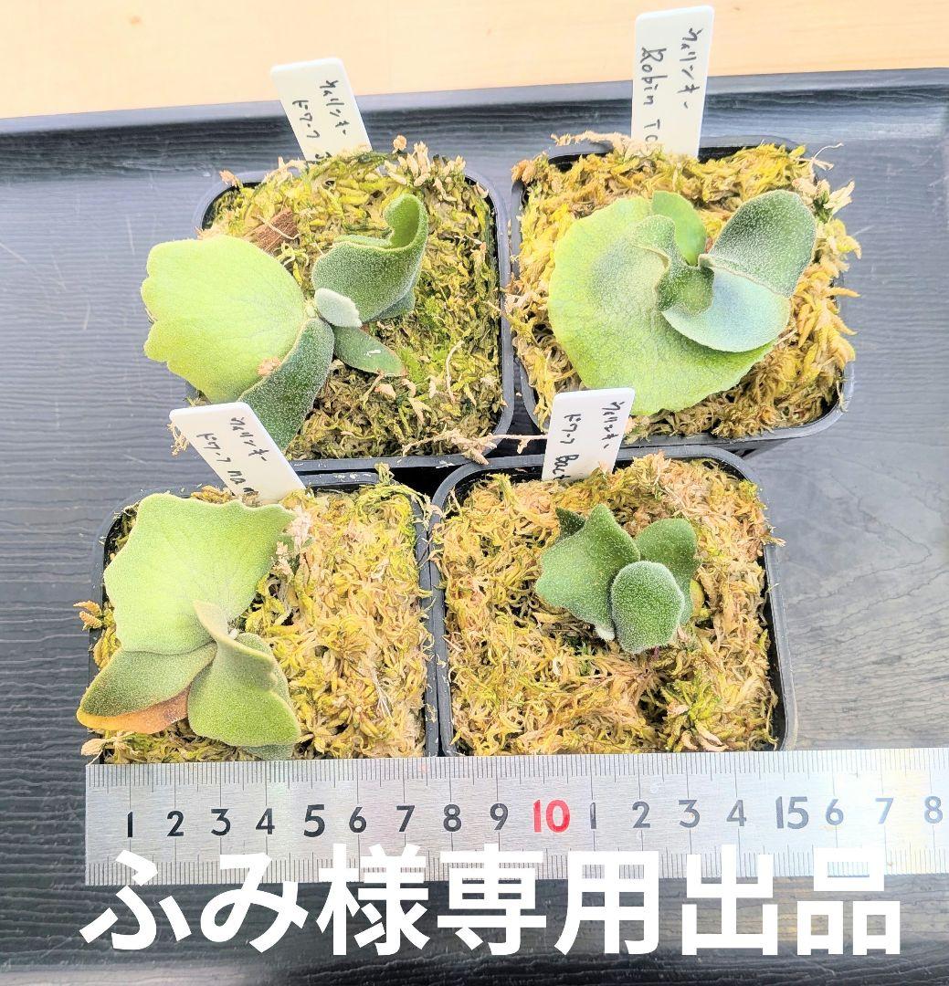 ビカクシダ、ウィリンキー　dwarf　ふみ出品