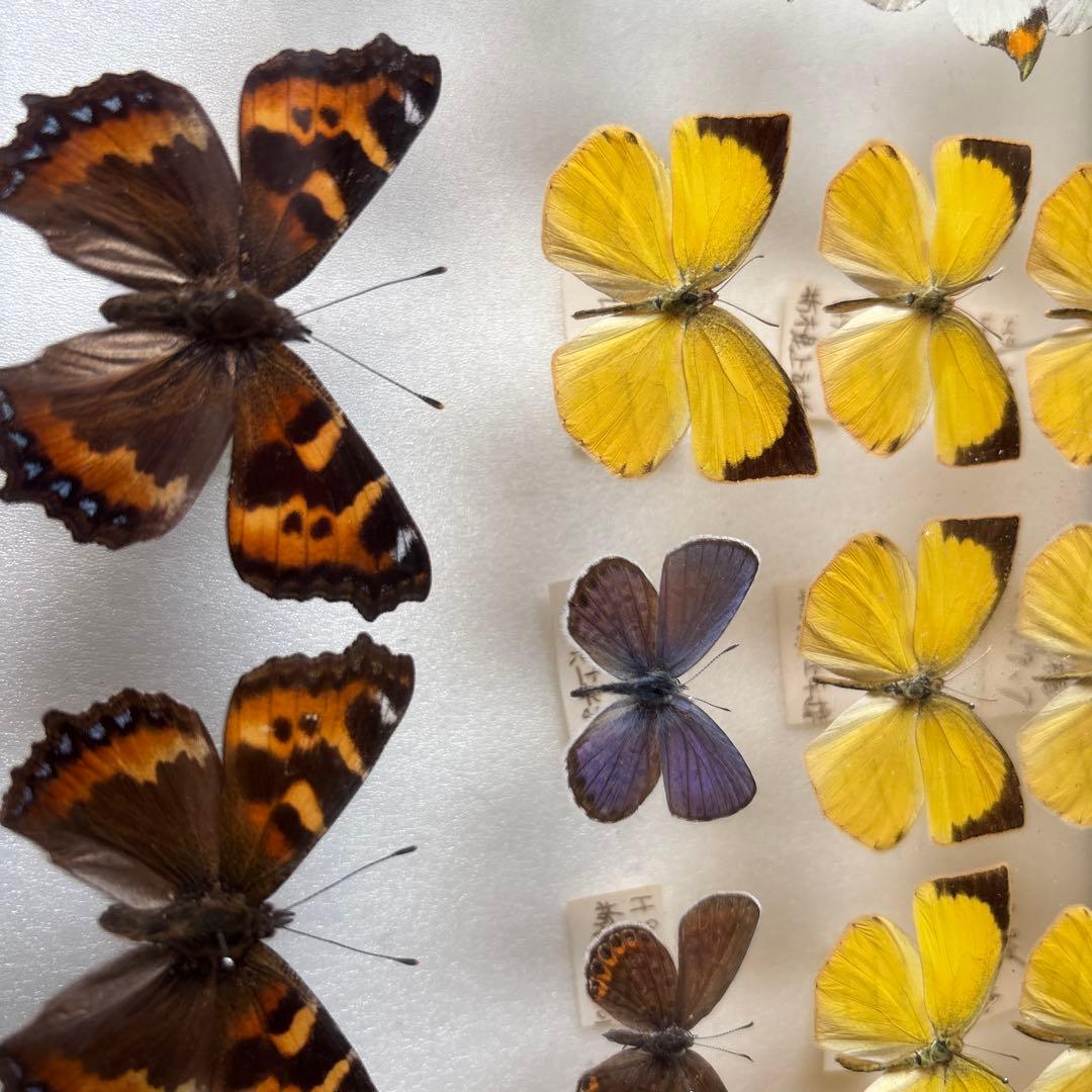 蝶の標本 木製フレーム41✖️51cm