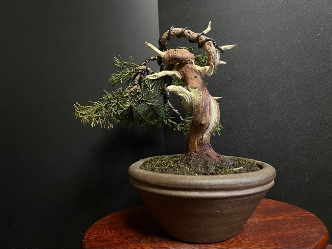 真柏盆栽　糸魚川真柏　古木　捻転シャリ　小品盆栽ミニ盆栽 樹高12cm 喜仙鉢