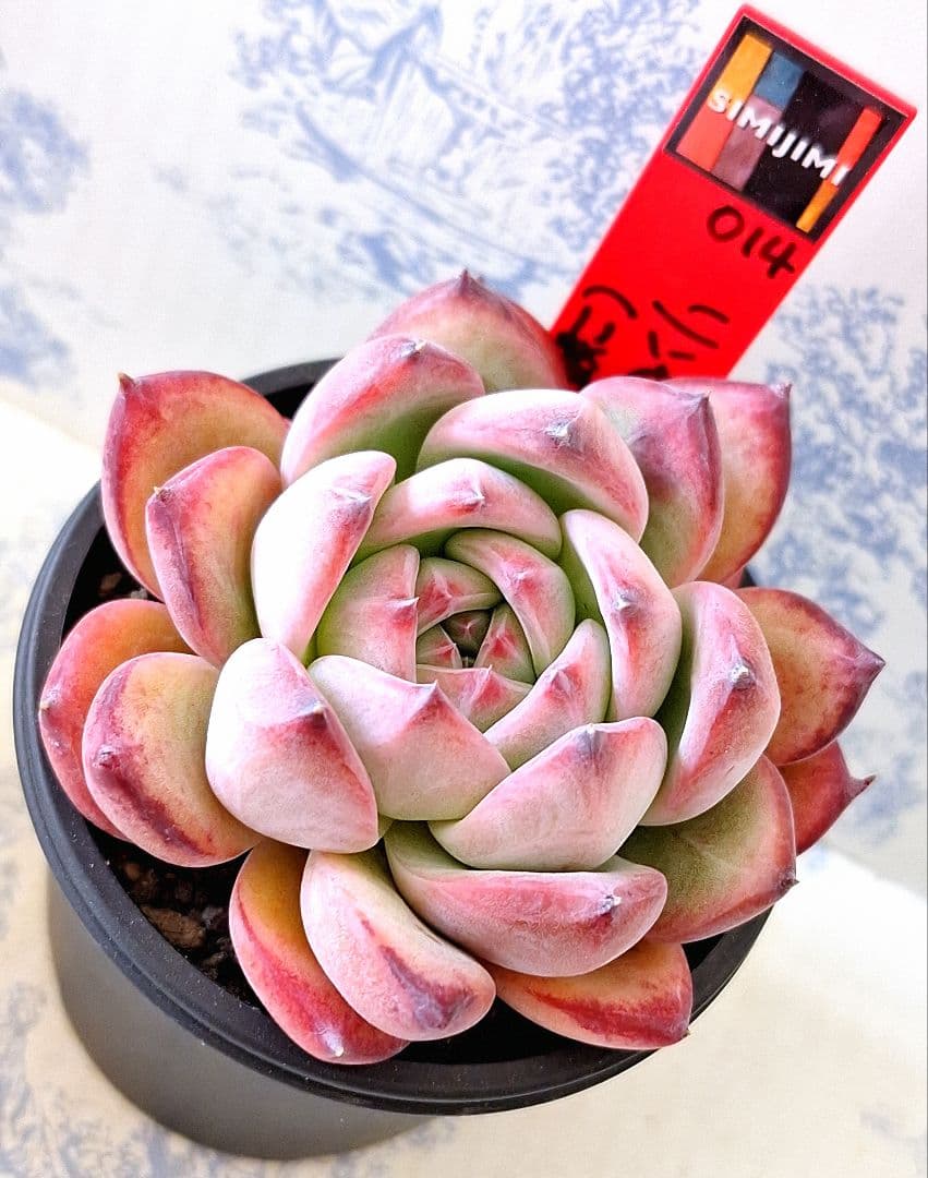 リンゼアナ(二瓶)simijimiさん苗札付きポットごとメルカリ便