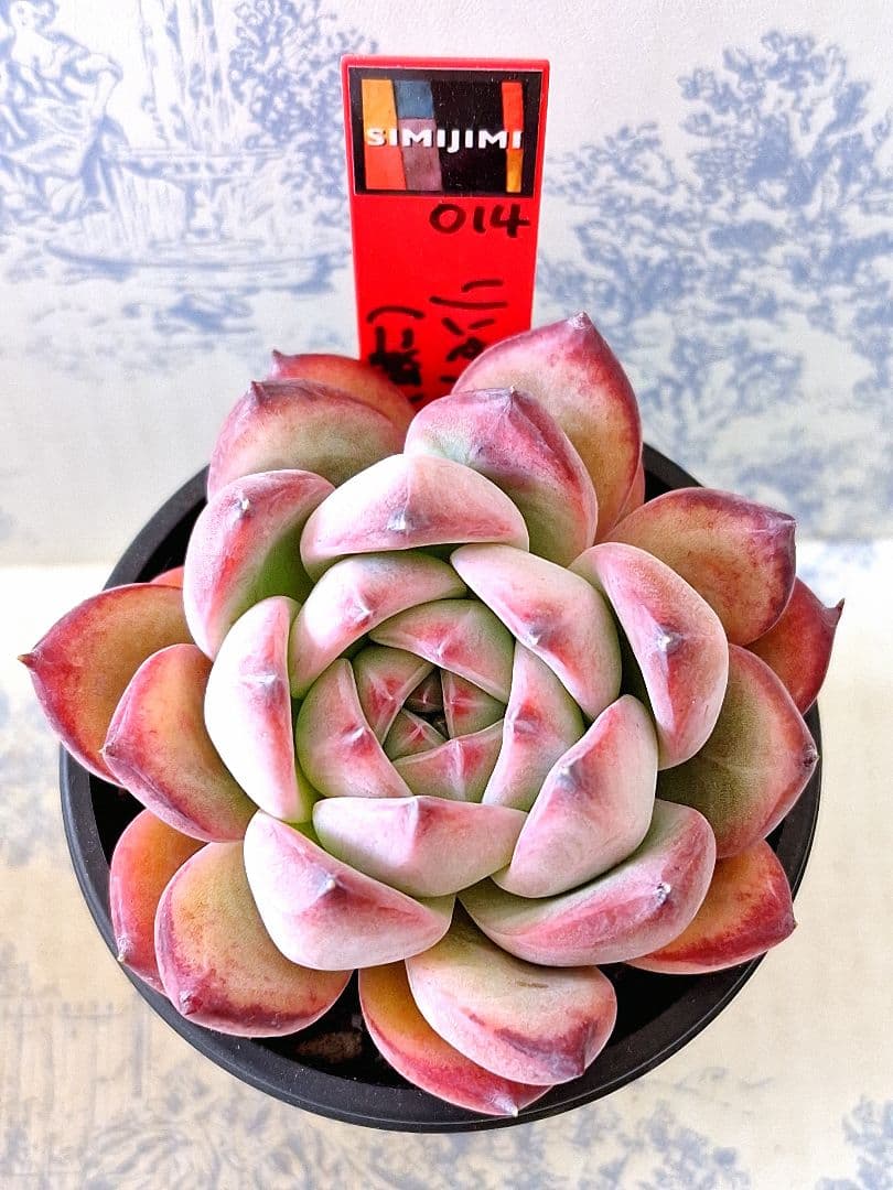 リンゼアナ(二瓶)simijimiさん苗札付きポットごとメルカリ便