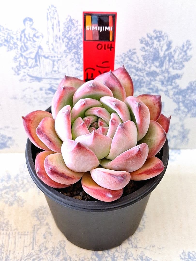 リンゼアナ(二瓶)simijimiさん苗札付きポットごとメルカリ便