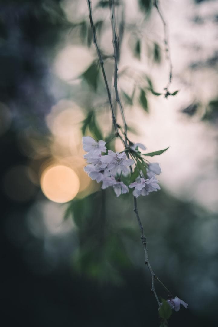 Yoshi様　Leica Elmarit 90mm F2.8オールドレンズ