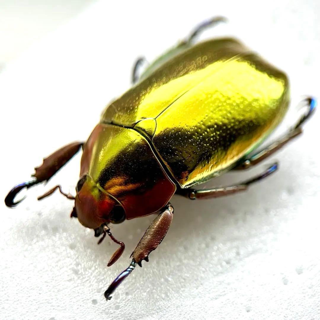 08083 アウリガンスプラチナコガネ