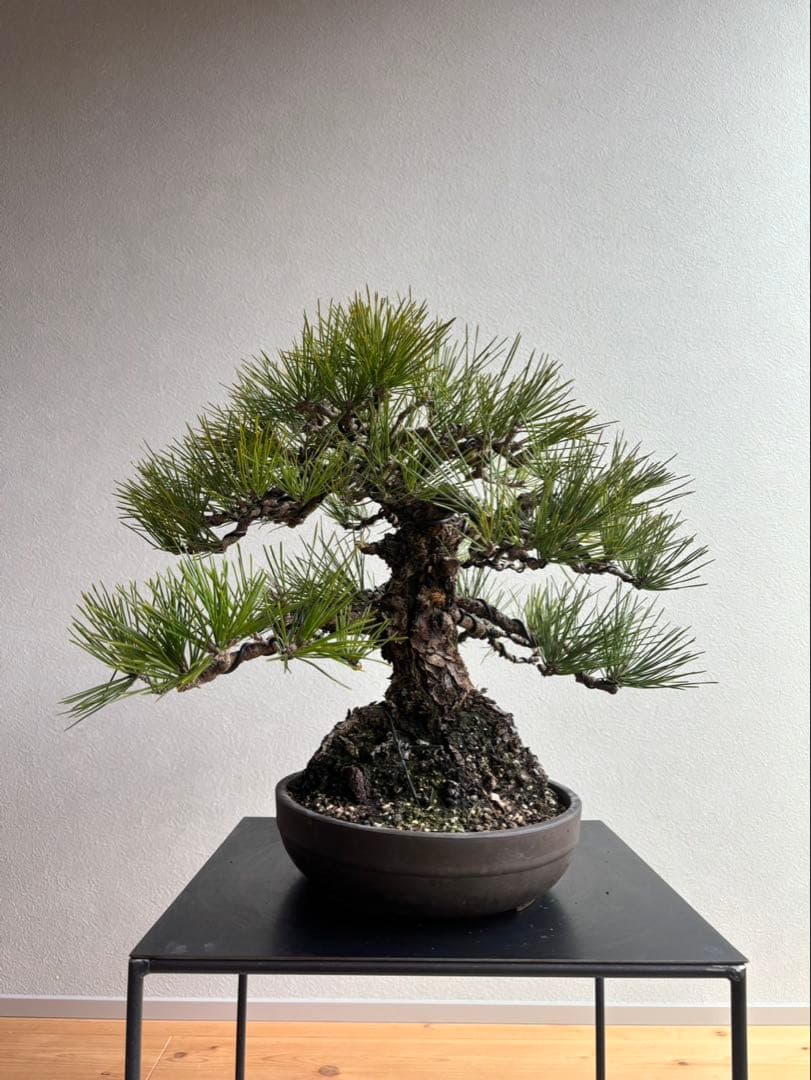 田*二様 黒松　盆栽　中品　激古　模様木　足元18㎝