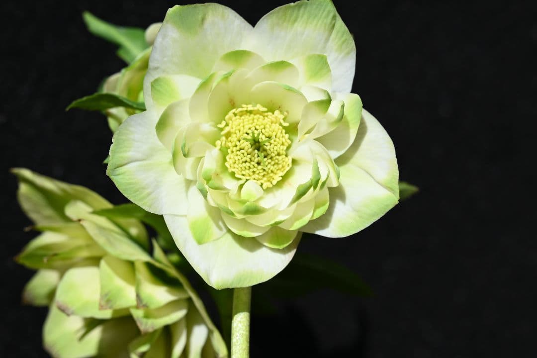 クリスマスローズ　最新花　ddグリーンリップ　加藤農園