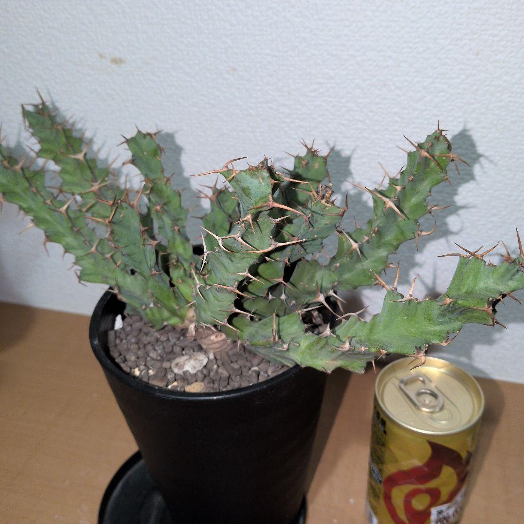 ユーフォルビア　クラビゲラ　大株 実生（鉢付き)