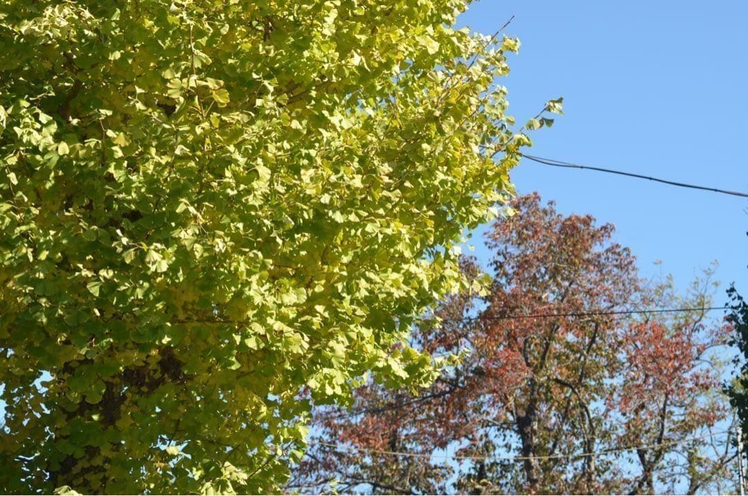 Nikon D7000 ダブルレンズセット　豪華セット✨　届いてすぐ使える♪