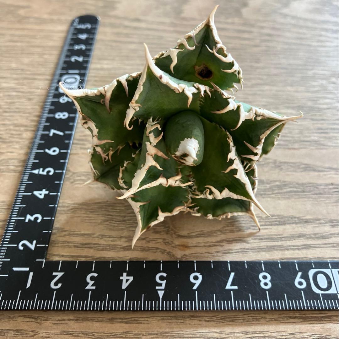 【初売り】58 匿名配送　特選　太棘　アガベ　チタノタ　白豪刺TC ②