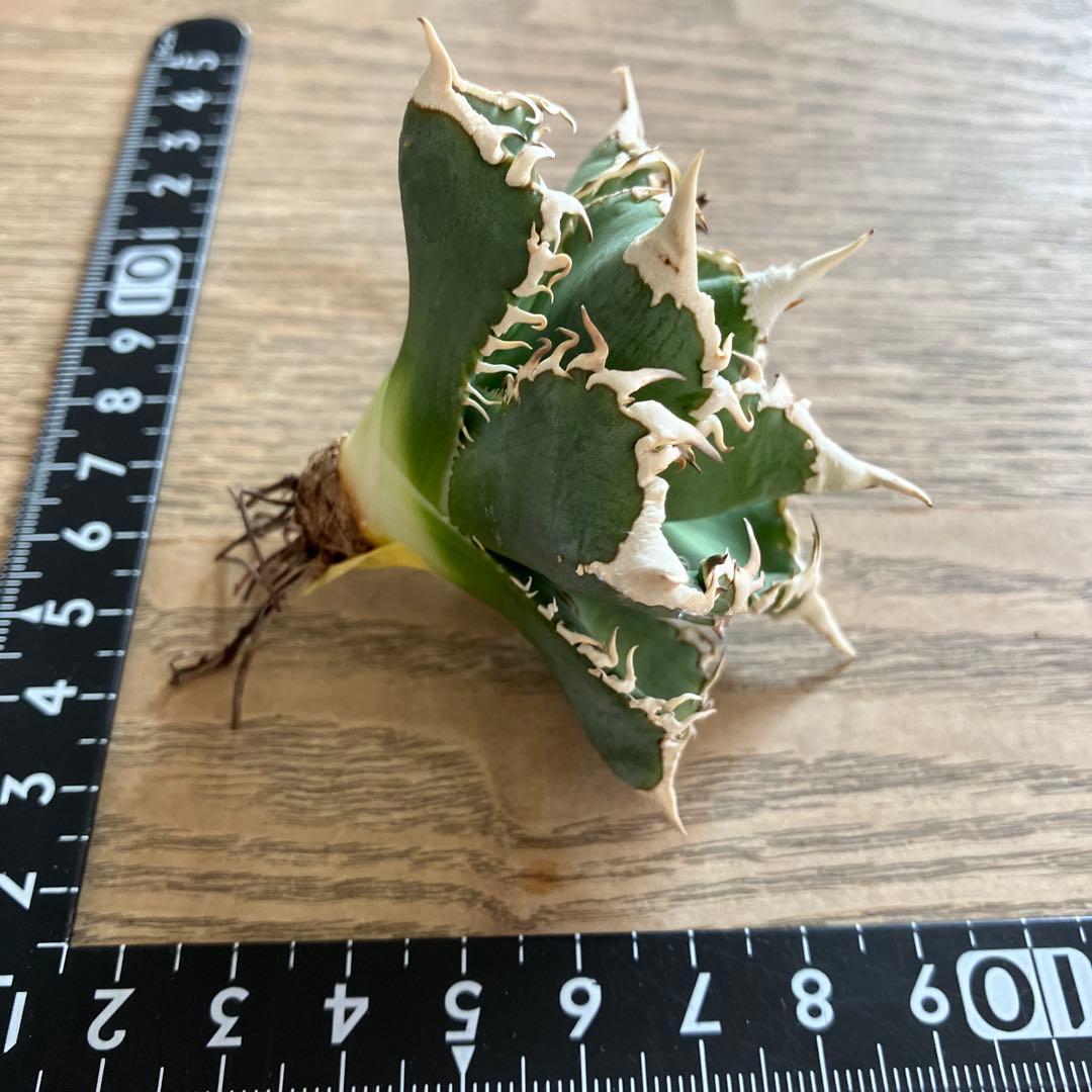 【初売り】58 匿名配送　特選　太棘　アガベ　チタノタ　白豪刺TC ②