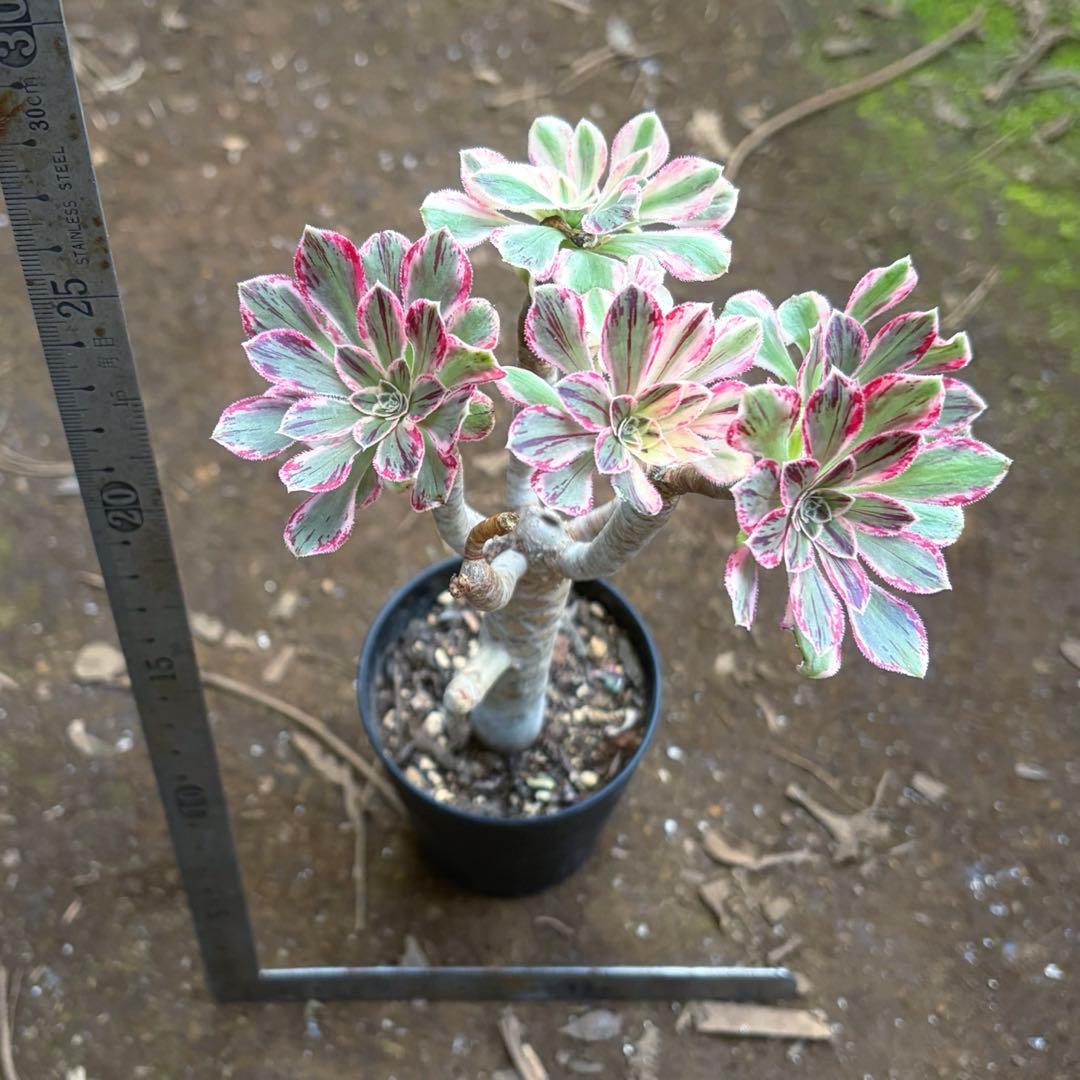 リリー☆様のお部屋　アエオニウム　V錦錦　紫浪　抜き苗