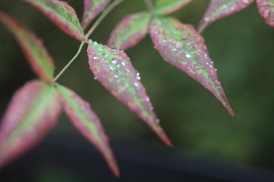 あ*ひ様 【ジャンク品】Canon EF 100mm F2.8 Macro US