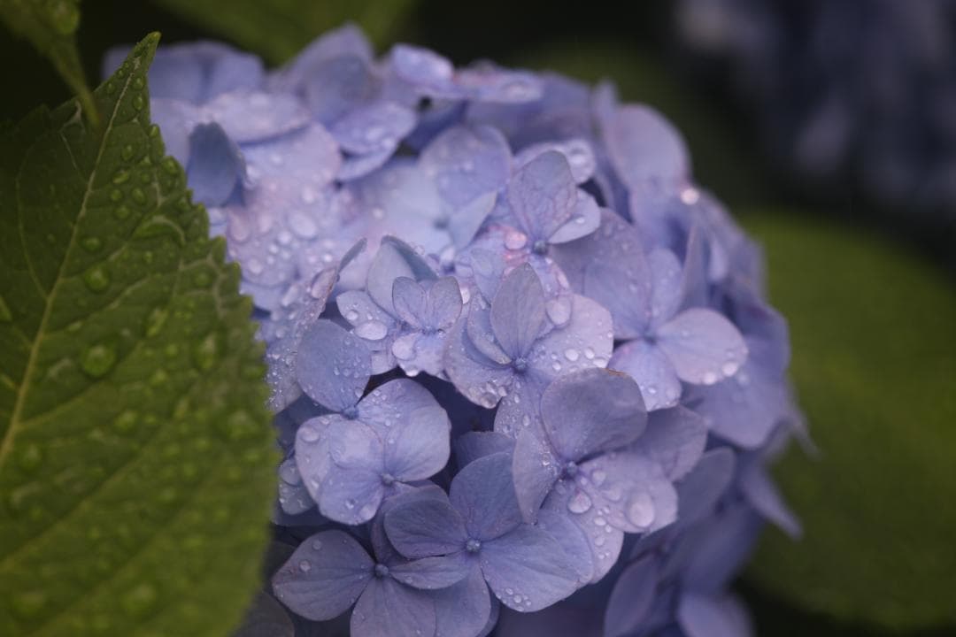 あ*ひ様 【ジャンク品】Canon EF 100mm F2.8 Macro US