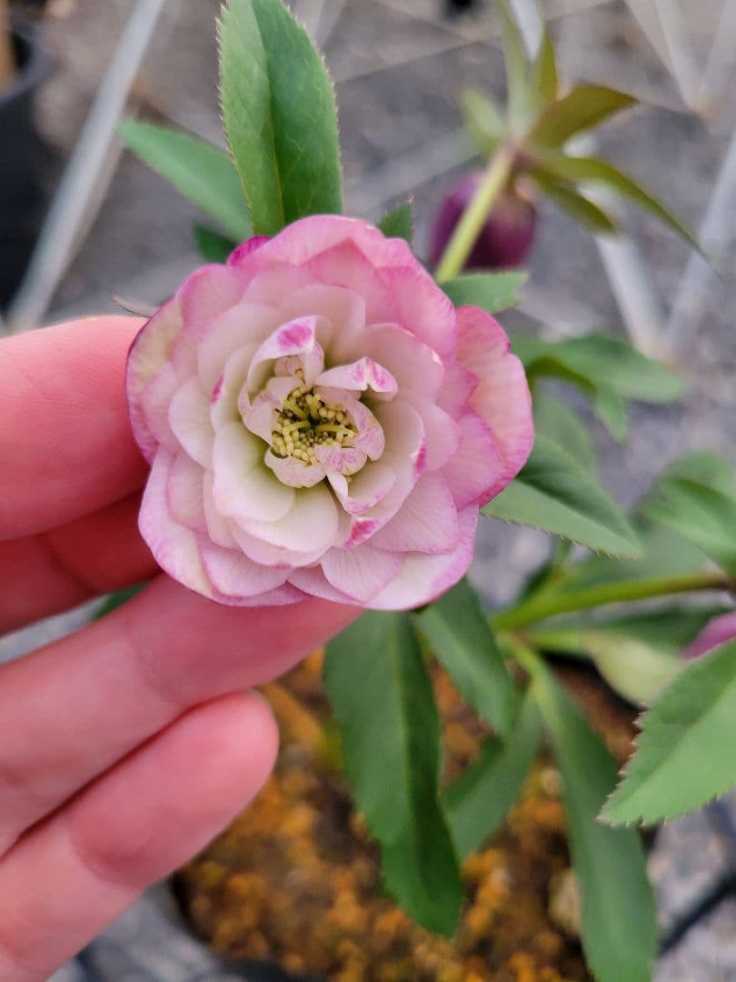 横山園芸　クリスマスローズ　小輪　ピンクダブル