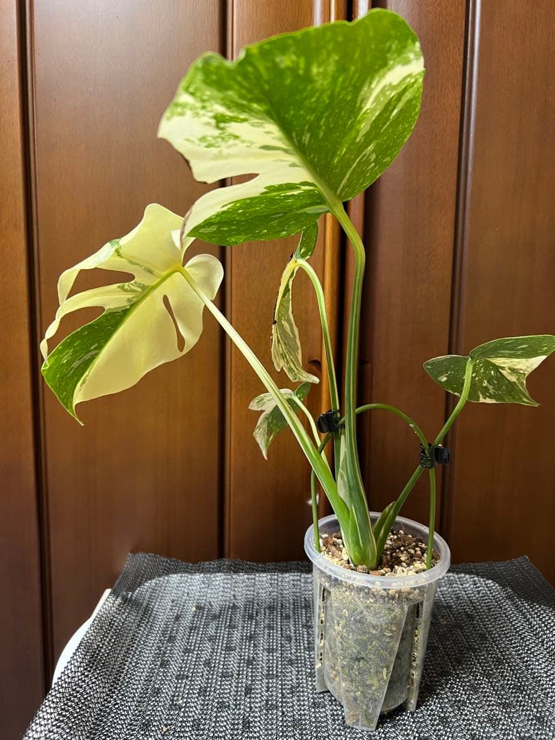 K*y様 斑入りモンステラデリショーサクリームブリュレ