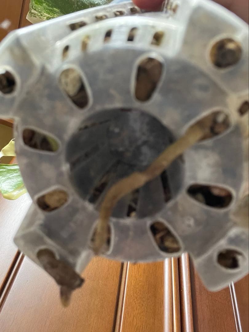 K*y様 斑入りモンステラデリショーサクリームブリュレ