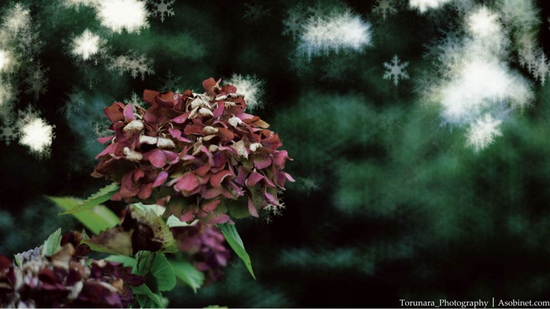 SG-image 50mm F1.8 ファントムレンズ Eマウント